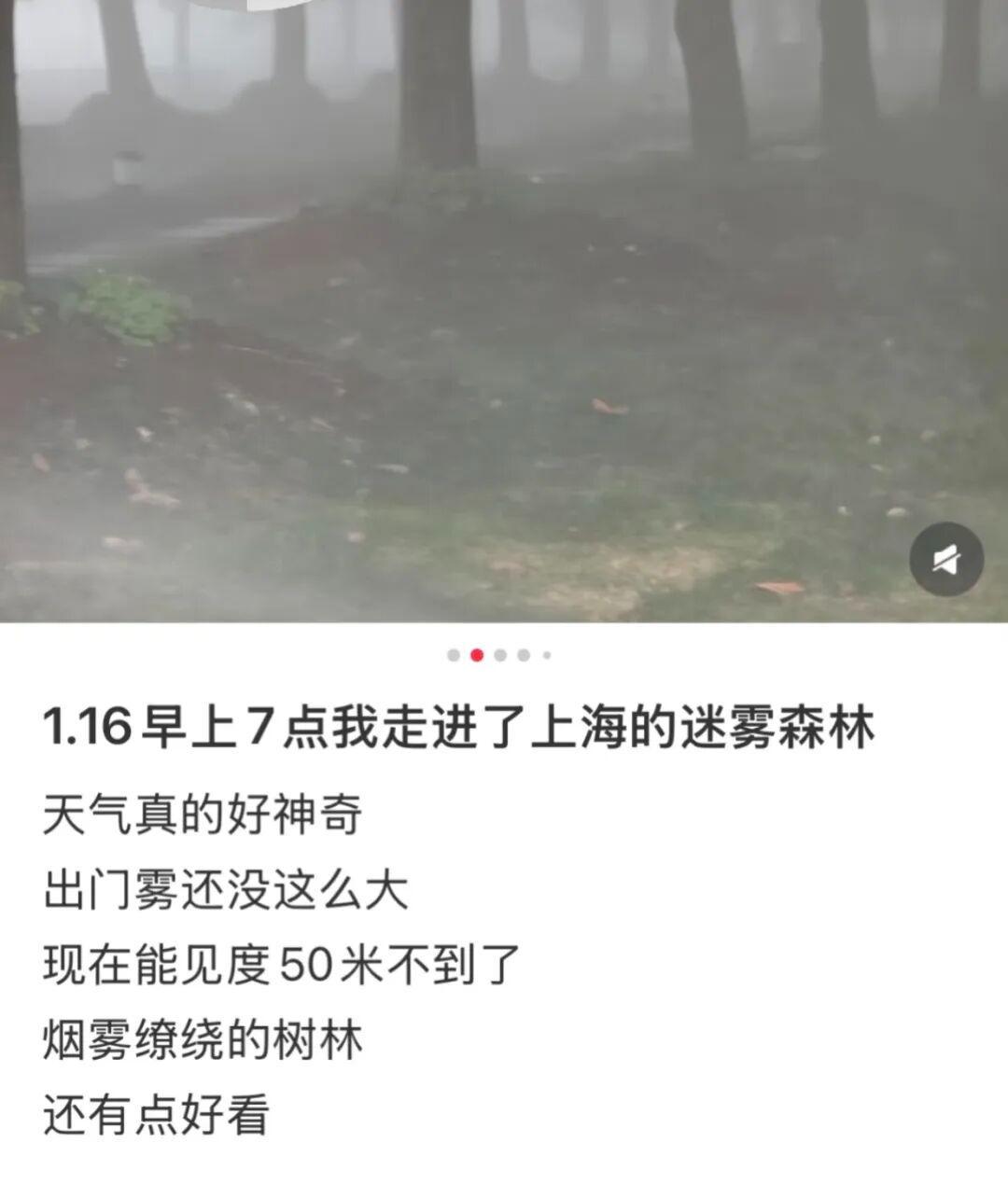 开云APP-上海：入冬以来最强雨雪冰冻将袭！网友：没见过这么大雾，路口竟看不到红绿灯！